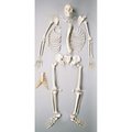 Denoyer-Geppert Anatomical Model, Prem Disart Skltn w/4 Part Skull S72